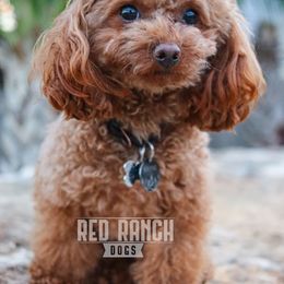 Cavapoos, Goldendoodles, and Poodles from Red Ranch Dogs