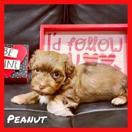 Havanese Puppies from Havareese Havanese