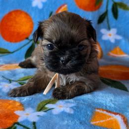 Tootsie - Peach Collar - Sable female Shih Tzu puppy in Troy, Ohio from Ever After Tails