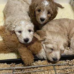 Goldendoodle Puppies from Salty River Doodles