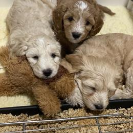 Goldendoodle Puppies from Salty River Doodles