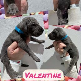Valentine - Blue male Great Dane puppy in Wellsville, New York from Prophecy Danes