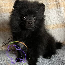 AKC PEBBLES - Black female Pomeranian puppy in Watkins Glen, New York from Wicked Spirits Pomeranians