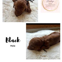 Black - Male - Red  male Poodle puppy in Lima, Ohio from Buckeye Red Standard Poodles