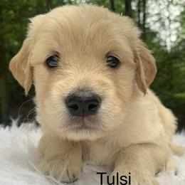 Tulsi - Light golden female Golden Retriever puppy in New Ringgold, Pennsylvania from Hawk Mountain Doodles