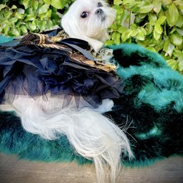 Frida Juliette - Maltese