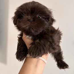 Mia - Chocolate female Shih Tzu puppy in Azusa, California from RJ Shih Tzu lover