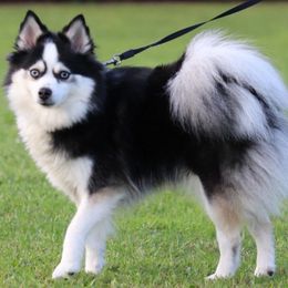 Nala - Pomsky