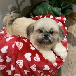 Angel  - Shih Tzu