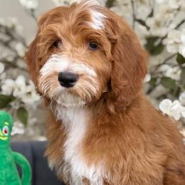 Vance - Red  male Goldendoodle puppy in Yuciapa, California from AlltheDoodlez_
