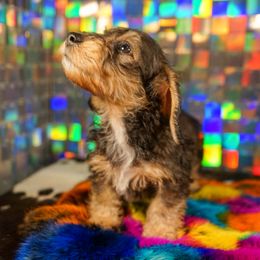 American Corgi, Dachshund, and Pembroke Welsh Corgi Puppies from Shining A Lowriders & Co.