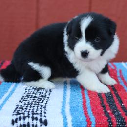 AKC Grand Champion Sired (BF1) - Black female Border Collie puppy in Noble, Oklahoma from CheckItOut Border Collies
