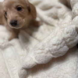 Redford - Red male Dachshund puppy in Booneville, Mississippi from Haley's Dachshunds