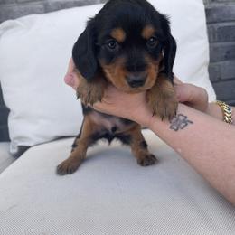 Dachshund Puppies from ozge Nill