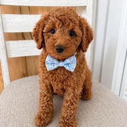 Micah - Red  male Goldendoodle puppy in Amery, Wisconsin from Cornerstone Retrievers