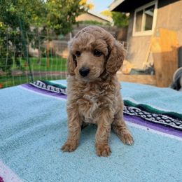 Bit-O-Honey - Cream male Poodle puppy in Bakersfield, California from Jewells Poodles
