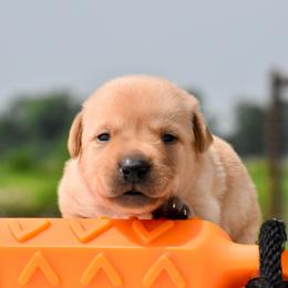 Orange collar - Yellow female Labrador Retriever puppy in Gober, Texas from Trigger Time Kennels