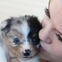 BMM - McGibbon - Blue merle male Miniature Australian Shepherd puppy in Goliad, Texas from Sassy Lil Aussies and Diamond W Poodles
