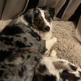 Zoozoo - Australian Shepherd