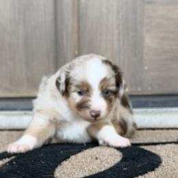 Bingo - Red merle female Miniature Australian Shepherd puppy in Happy, Texas from Happy Little Aussies