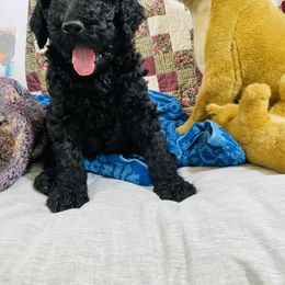 Poodle Puppies from RP Bar Ranch Royal Poodles and Doodles