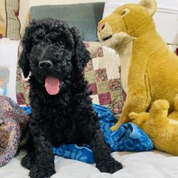 Poodle Puppies from RP Bar Ranch Royal Poodles and Doodles
