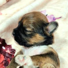 Annie - Brown female Lhasa Apso puppy in Jefferson, New York from Absolute Lhasa Love