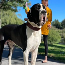 WINCHESTER - Great Dane