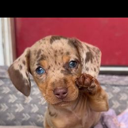 Basset Hound and Dachshund Puppies from Heyliger Hounds