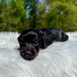 SANDY AKC - Brindle female Dachshund puppy in Delano, Tennessee from Olive Branch Acres