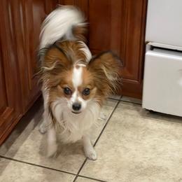 Lila - Papillon