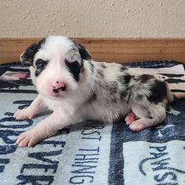 Raisin - Slate merle female Border Collie puppy in Morgan, Texas from Shooting Star Ranch