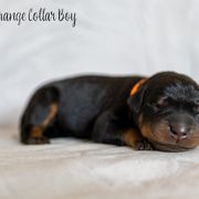 Aioli - Black and rust Beauceron puppy in Escondido, California from Wildfire Kennels