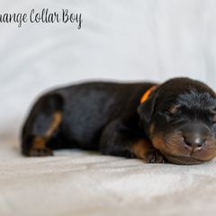 Aioli - Black and rust Beauceron puppy in Escondido, California from Wildfire Kennels