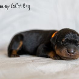 Aioli - Black and rust Beauceron puppy in Escondido, California from Wildfire Kennels