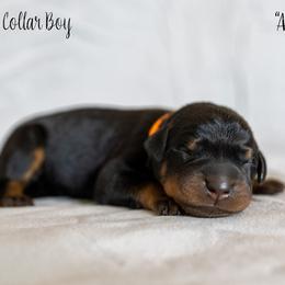 Aioli - Black and rust Beauceron puppy in Escondido, California from Wildfire Kennels