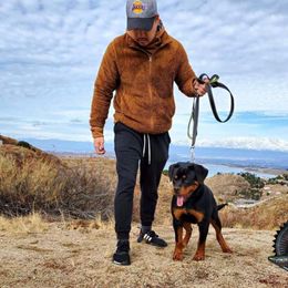 Rottweiler Puppies from Von Der Hing Rottweilers