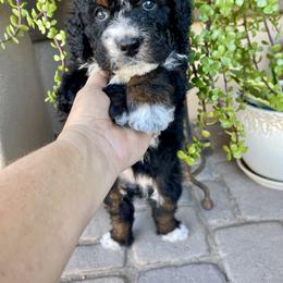 Peanut butter - Tri-color female Bernedoodle puppy in Superior, Arizona from Mountain Bridge Doodles