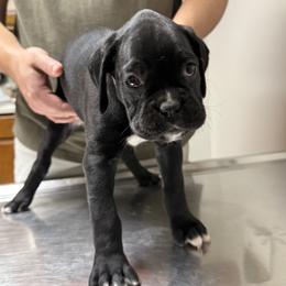 Shields - Brindle female Boxer puppy in Taft, Tennessee from Hillbillie Boxers