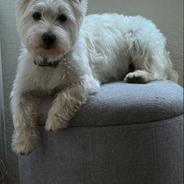 Daisy - West Highland White Terrier