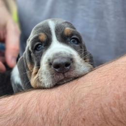 Basset Hound puppies from Bed-N-Bassets
