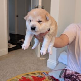 Boy 2 - Red male Shiba Inu puppy in Rohnert Park, California from Shiba Inn