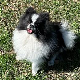 Shamu - Pomeranian