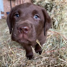 Labrador Retriever Puppies from Be Brave