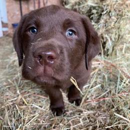 Labrador Retriever Puppies from Be Brave