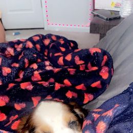 English Springer Spaniel Puppies from Savannah River Springers