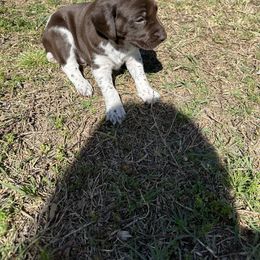German Shorthaired Pointer Puppies from Echo Acres Farm