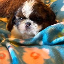 Marigold(Mari) - Brindle and white female Shih Tzu puppy in North Carolina from WillowCreek Mountain View Shih Tzu
