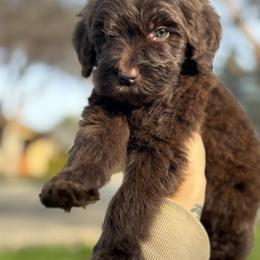 Kit Kat - green boy - Chocolate male Goldendoodle puppy in Waterford, California from Alvdoodles