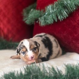 Billie June - Blue merle female Miniature Australian Shepherd puppy in Killen, Alabama from Wilkers Wholehearted Mini Aussies